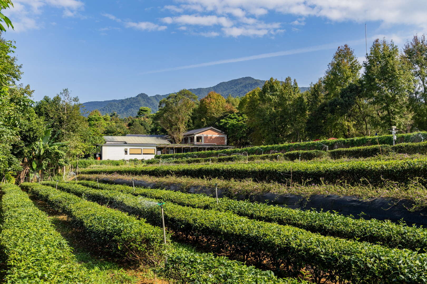 文山農場