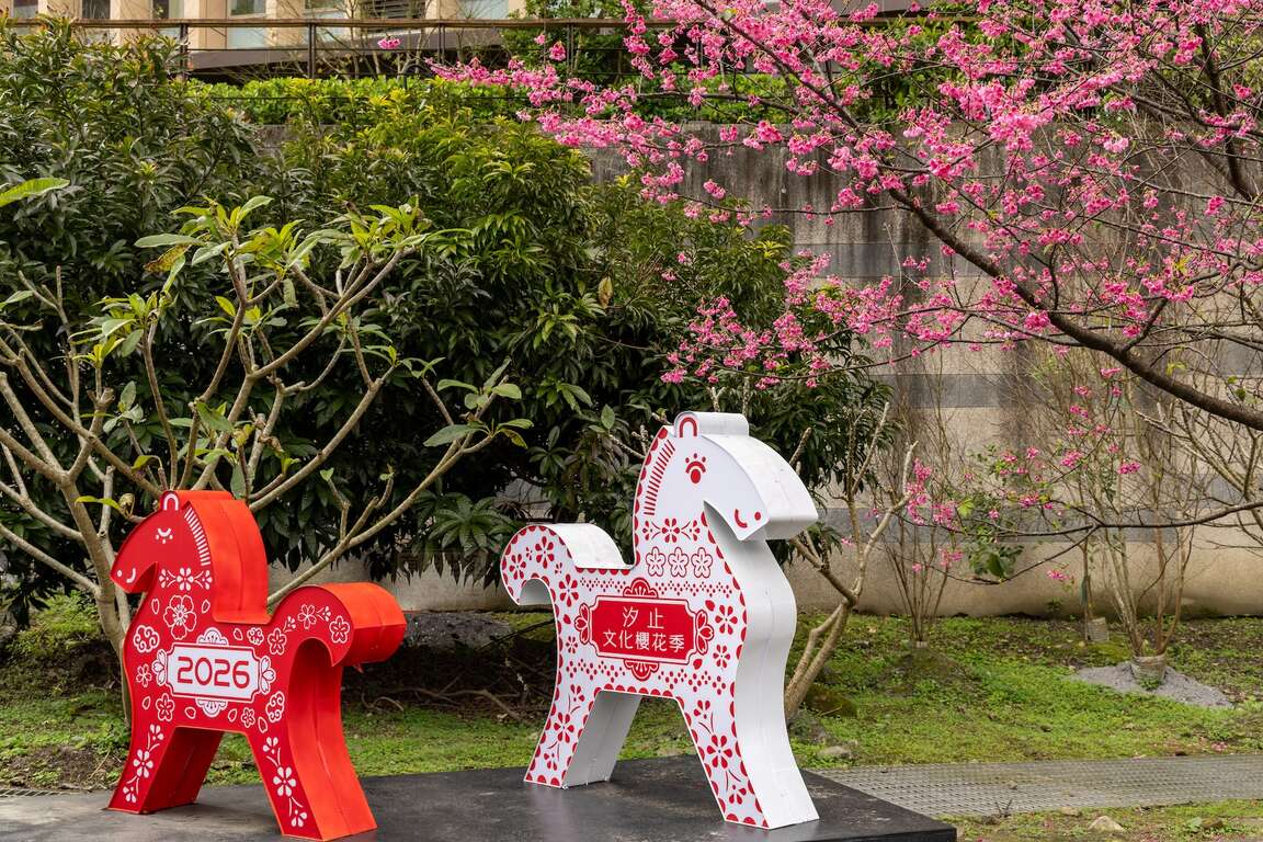 2026汐止文化樱花季