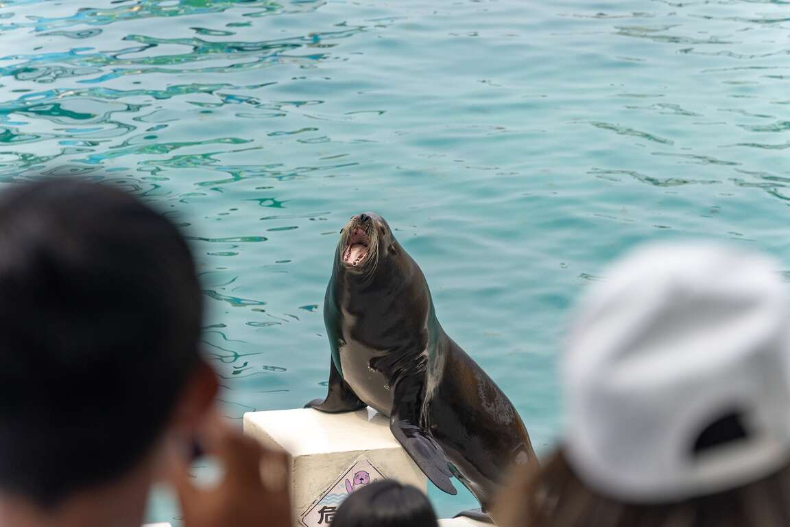 海狮吼叫