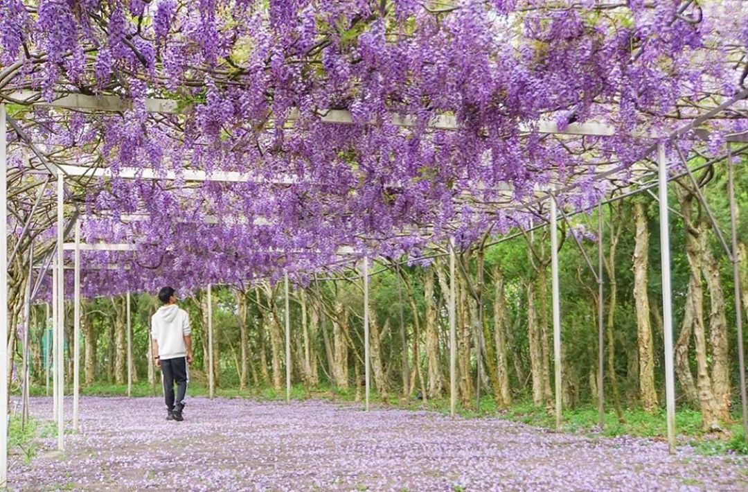 紫艷天堂，宛如置身夢幻天堂