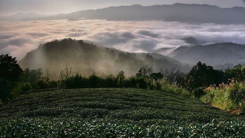 茶畑と雲海、なんて詩的な山村風景