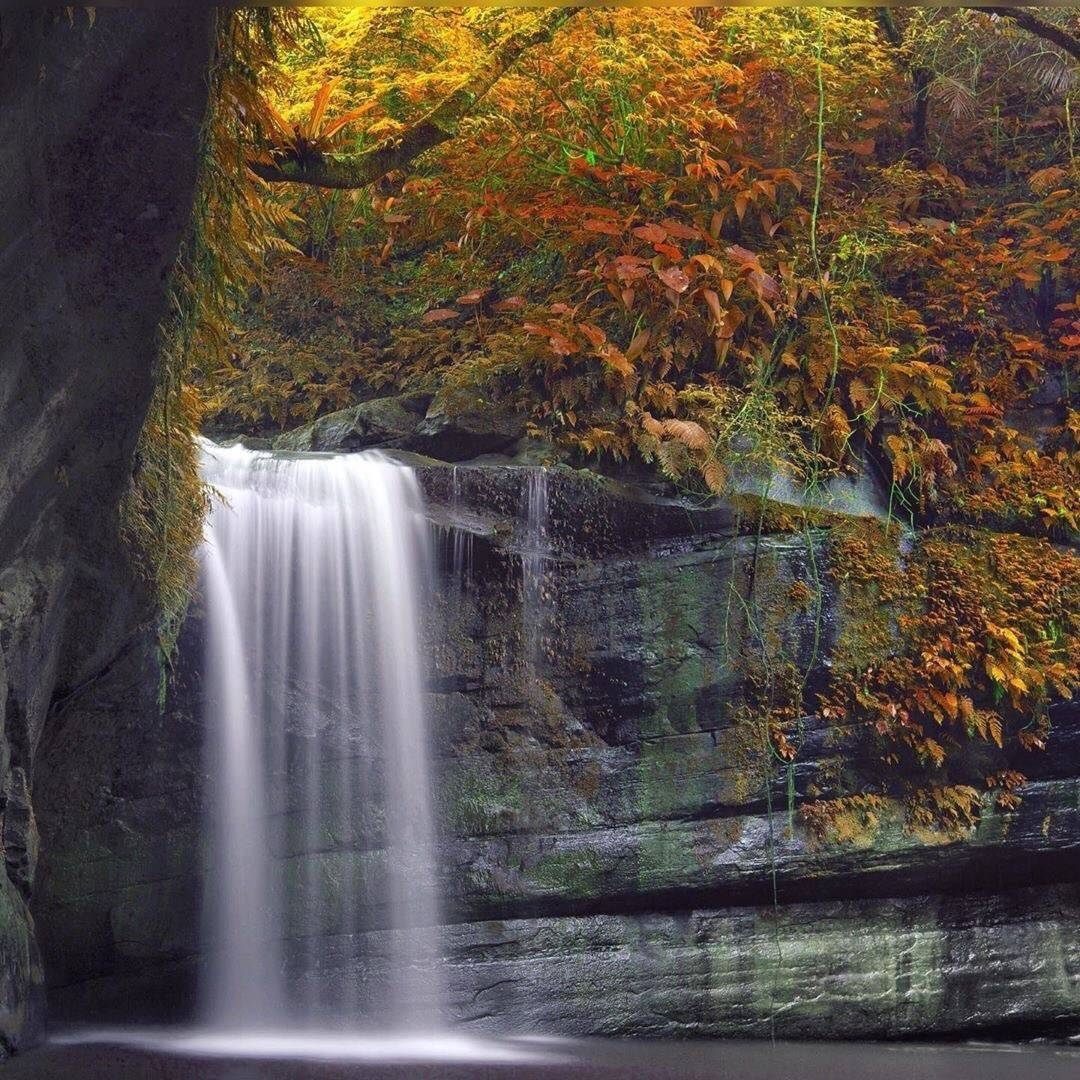 금빛색이 사람을 심취하게 만들어요~ 당신은 가을의 색깔을 좋아하세요?