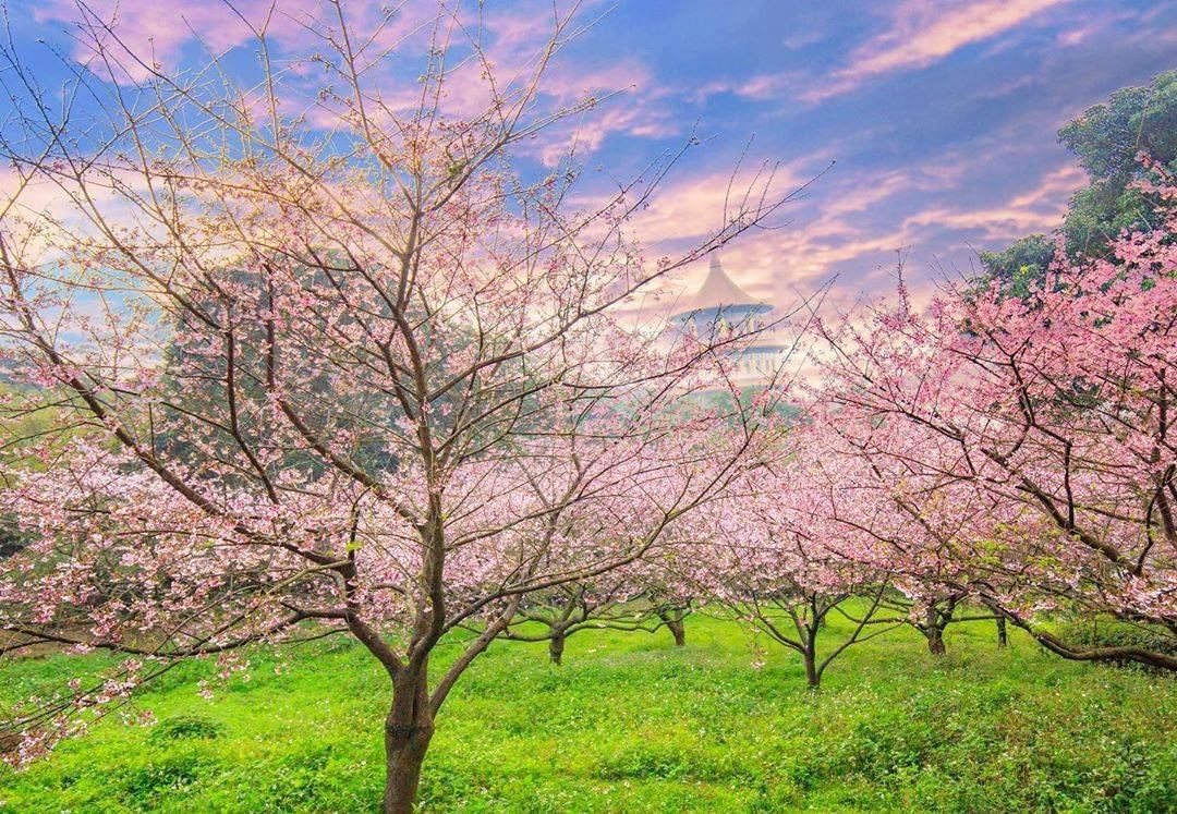 春暖花開富貴來