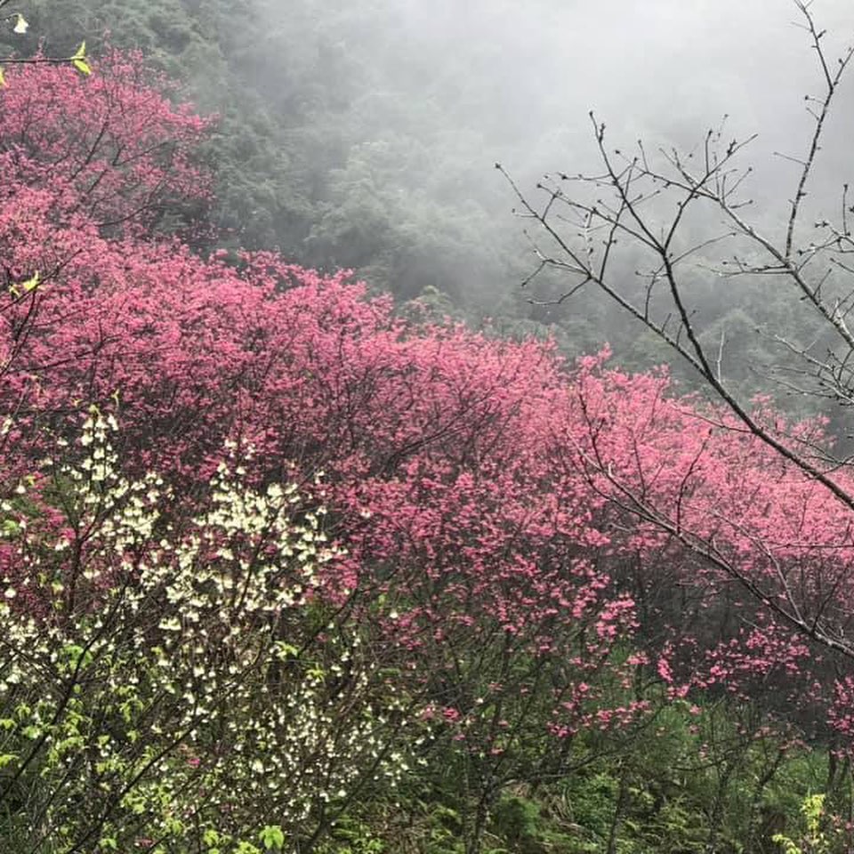 新北掀粉色風暴 櫻花粉嫩綻放