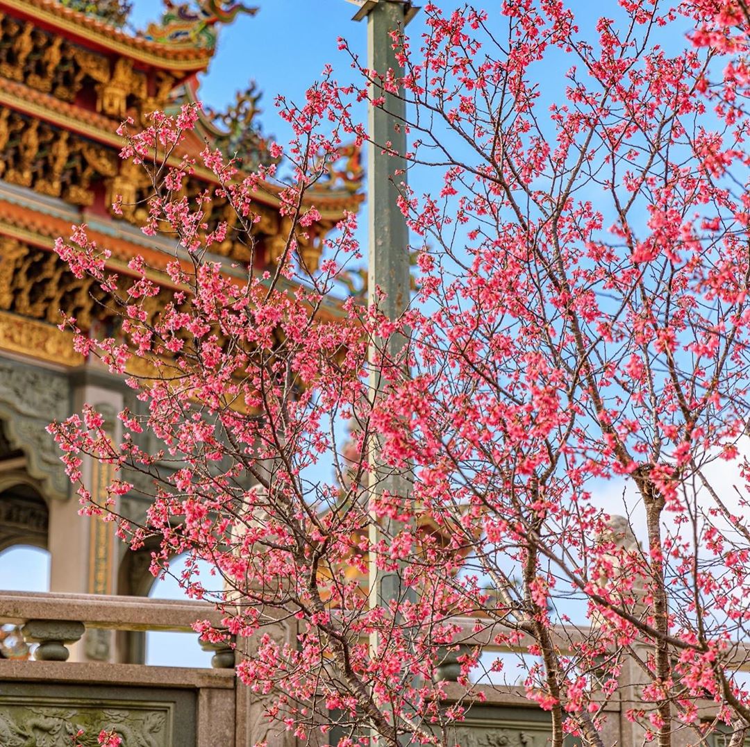 粉色天堂醉美賞櫻點 ⠀⠀⠀⠀⠀⠀⠀⠀⠀⠀⠀ ⠀⠀⠀⠀ ⠀⠀⠀⠀⠀⠀⠀⠀⠀⠀⠀