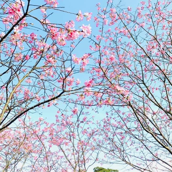 ピンク色の桜吹雪無料で楽しめる穴場です。