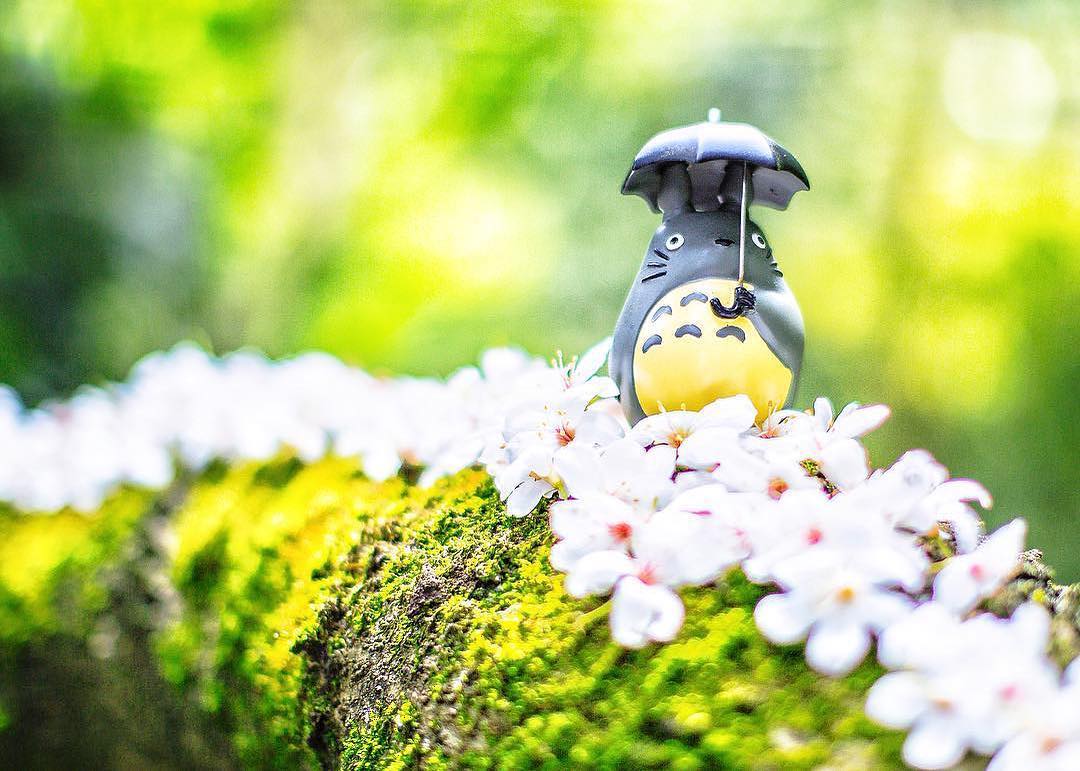 彷彿走進宮崎駿的世界旁邊如果有小黑煤應該也會很可愛，但桐花...可能會變黑的