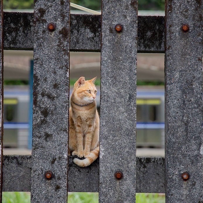 来猴硐进入猫猫的慢活世界~⋆˚˖°