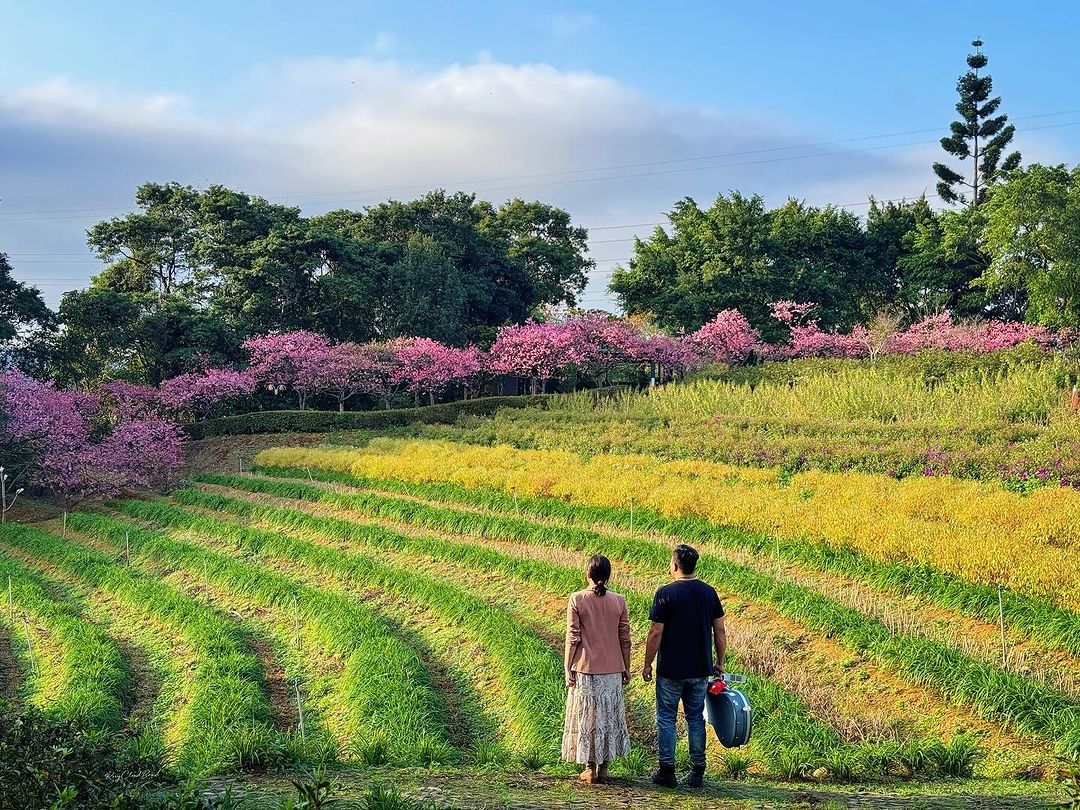 #文山農場 櫻花盛開浪漫破表！