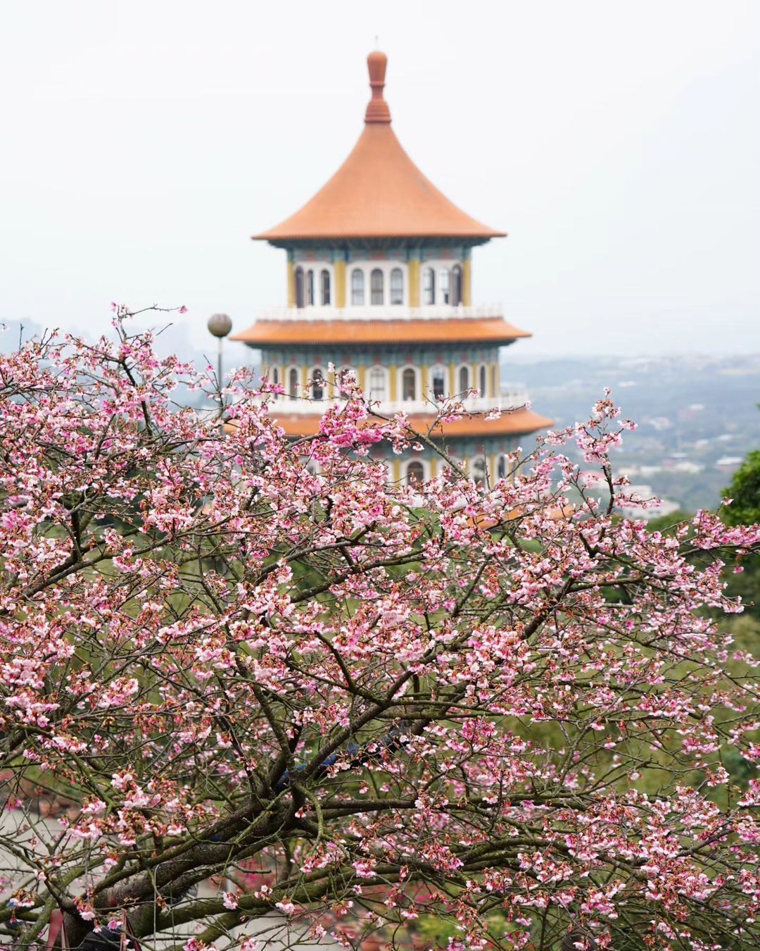#淡水天元宮 粉嫩山櫻花盛開中！趁好天氣快打卡去！