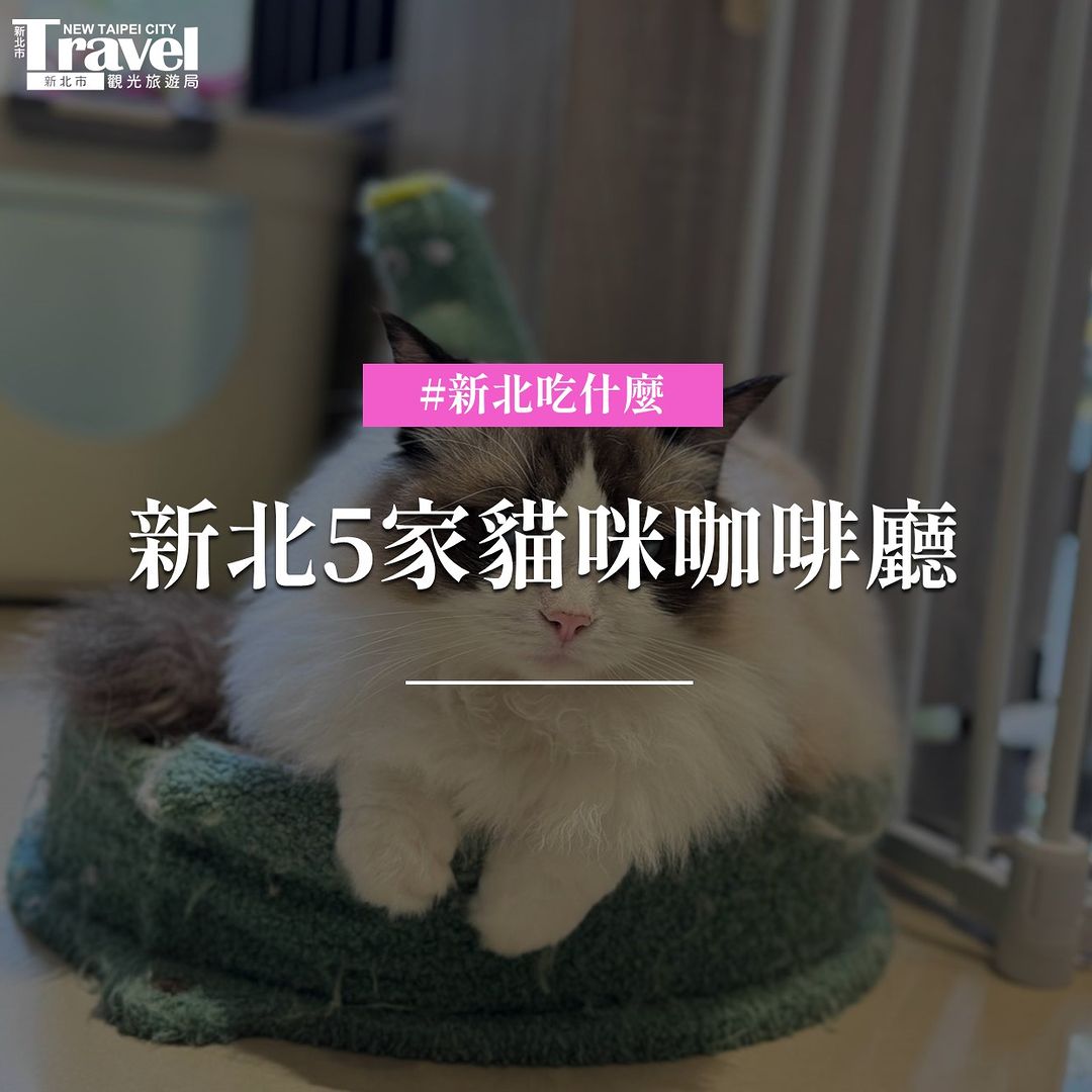 特搜新北嚕貓好去處愛貓的你還不快收藏！