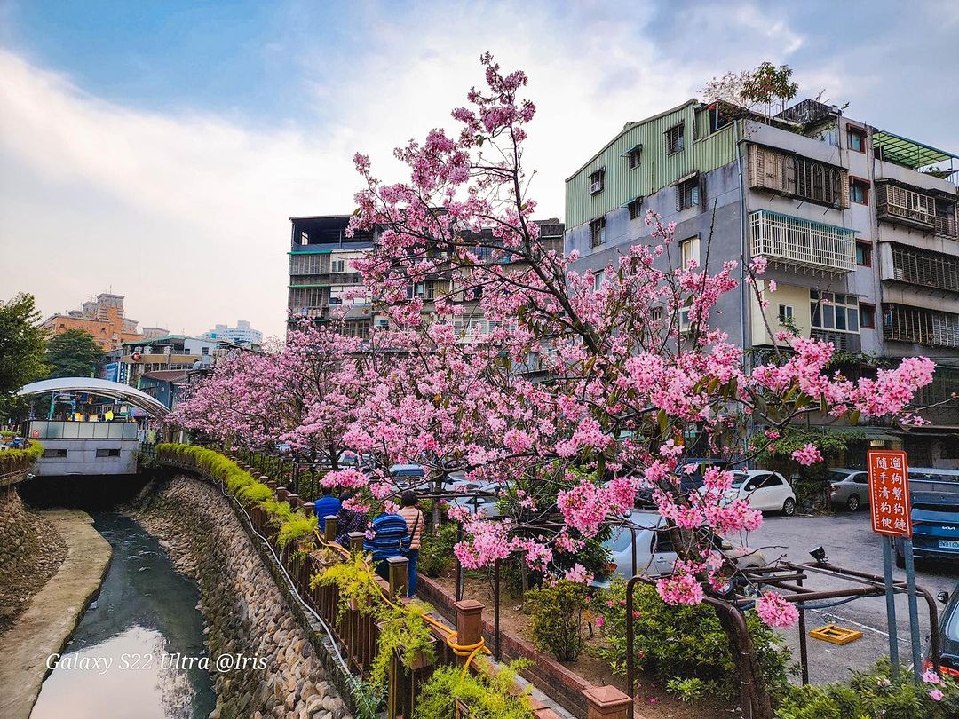 噓！希望之河的櫻花悄悄綻放中 周末趕緊把握機會去走走吧~