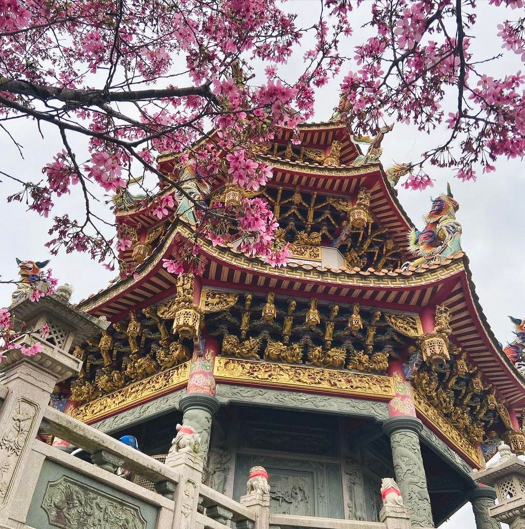 竹林山觀音寺的櫻花正綻放