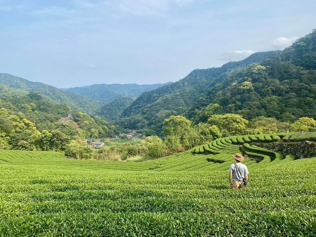 茶園在起伏的丘陵地上形成一片茶海，美麗的景致看了就好療癒～