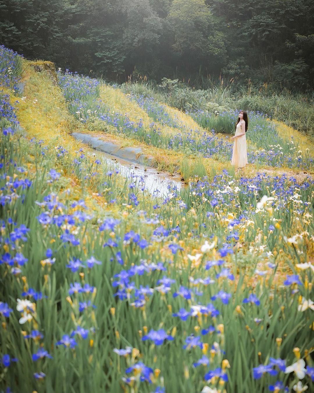 季節限定！百年梯田上佈滿了鳶尾花海