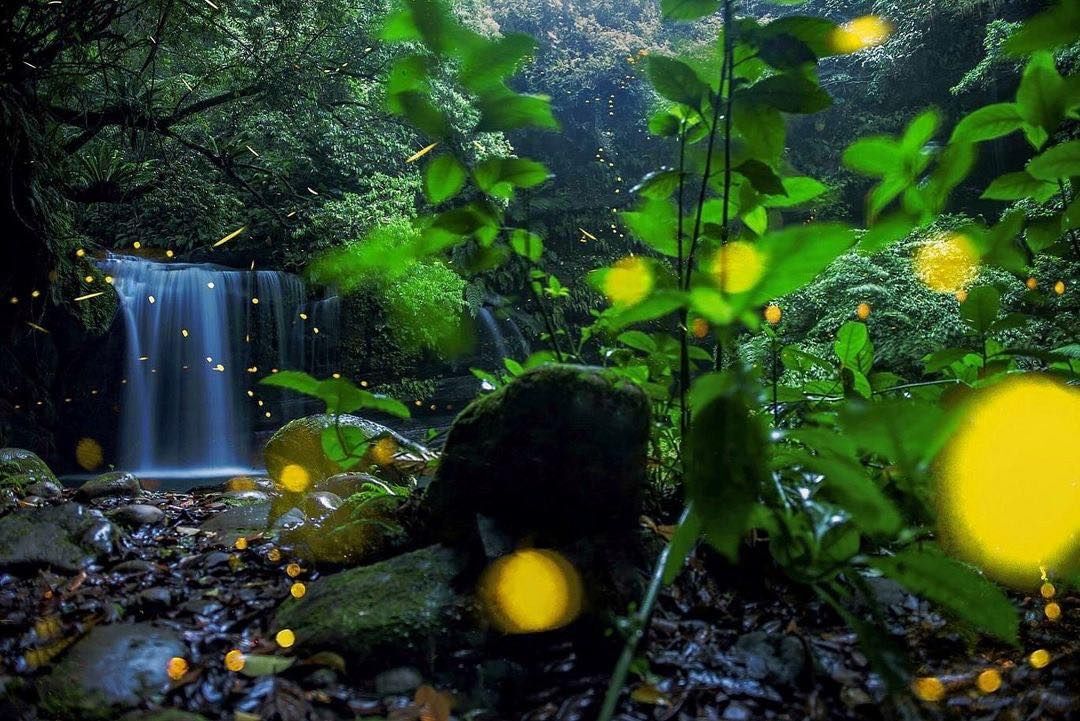 今年夏天你賞螢了嗎？快來看看平溪的螢火蟲有多美，真的很像進入到一個夢幻世界