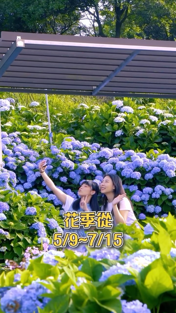 #季節限定 浪漫的藍紫色繡球花朵朵盛開