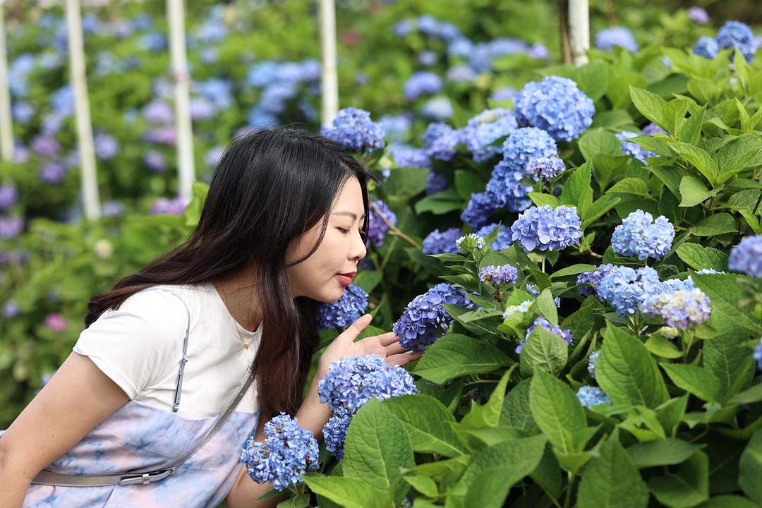 #季節限定 浪漫的藍紫色繡球花朵朵盛開！每年的5-7月是繡球花花季，超美超療癒 快把握時間來讓花海撫慰你