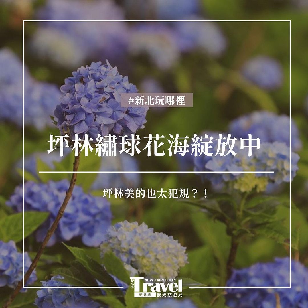 免費繡球花海在坪林