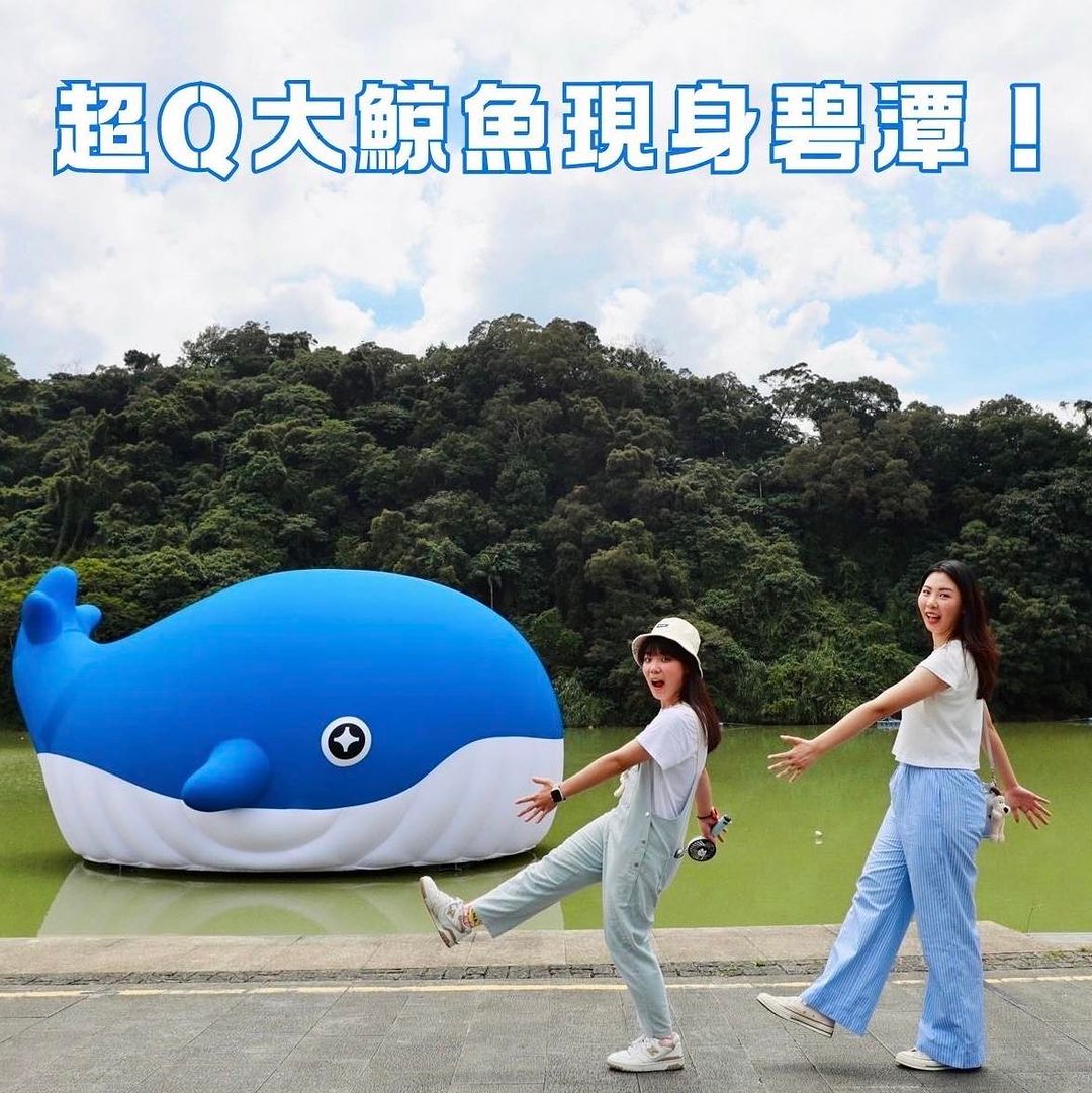超Q大鯨魚現身碧潭 超級可愛