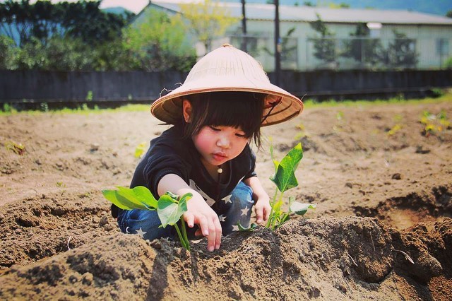 連假和小孩面對面四天，父母都沒電了...那就帶小孩去金山採地瓜放電吧～