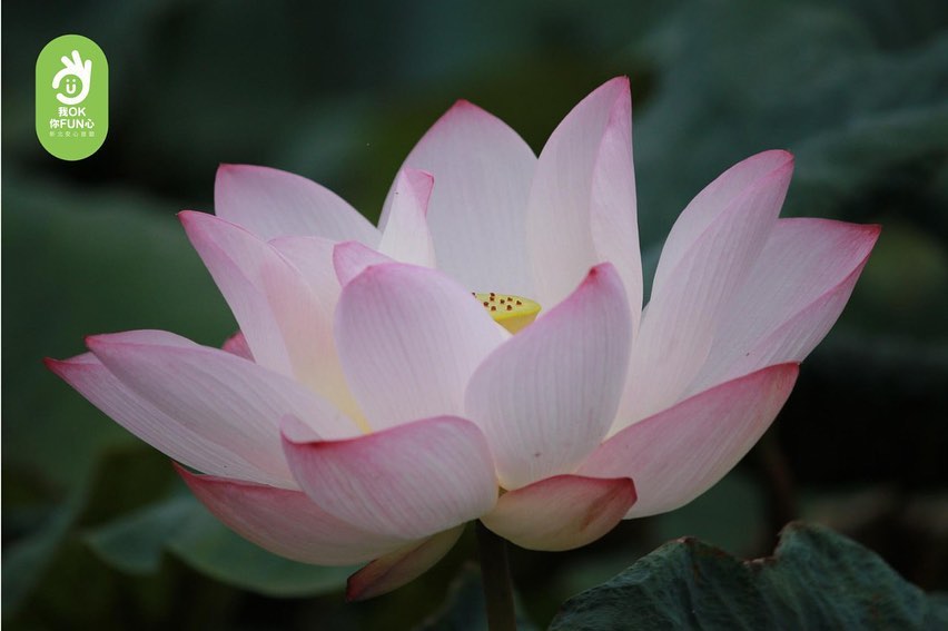 #美景森呼吸豪紓壓