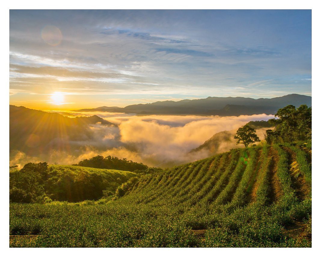 置身茶園，沐浴在美麗的光影底下，就是最好的充電～
