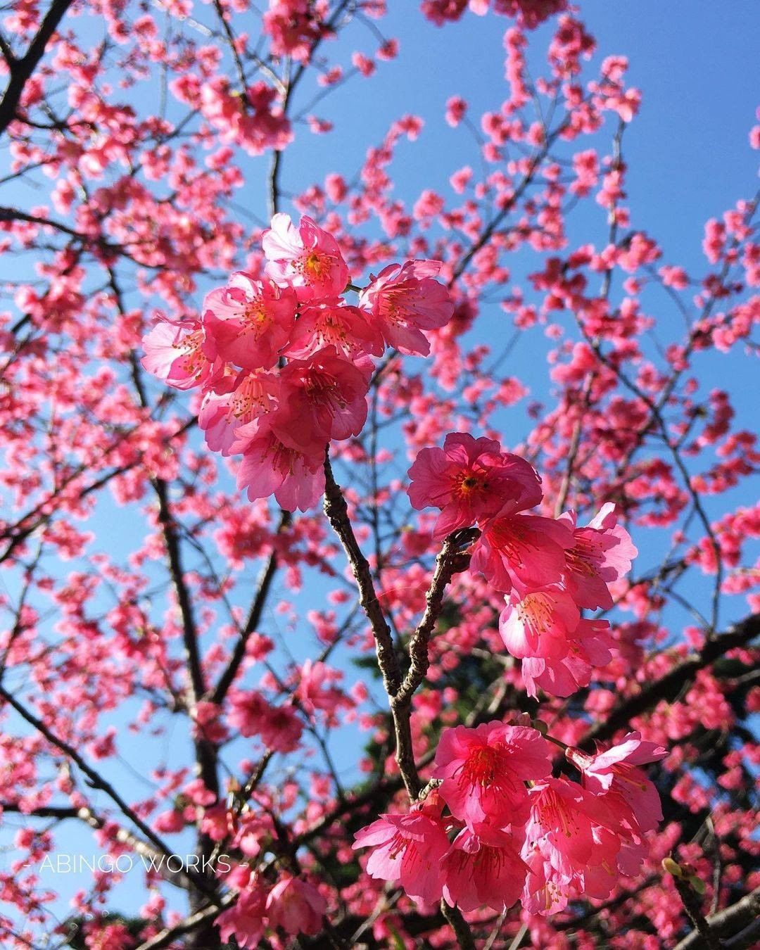 春意漸暖，初陽落灑在櫻花綻放時。