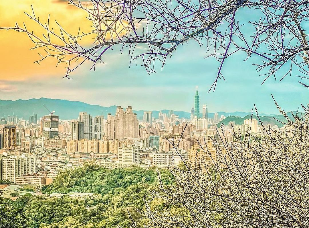 #梅花悄然地開放著