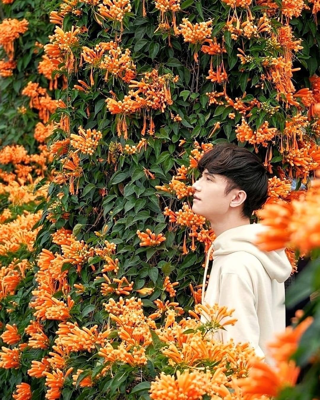 「爆竹聲中一歲除」，在春節綻放的炮仗花，外形恰巧酷似爆竹，有著富貴吉祥之意，祝福大家這一年都吉祥如意。