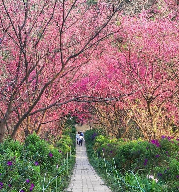 賞櫻何須跑太遠，眾裡尋花千百度，暮然回首，那美景卻在土城太極嶺 