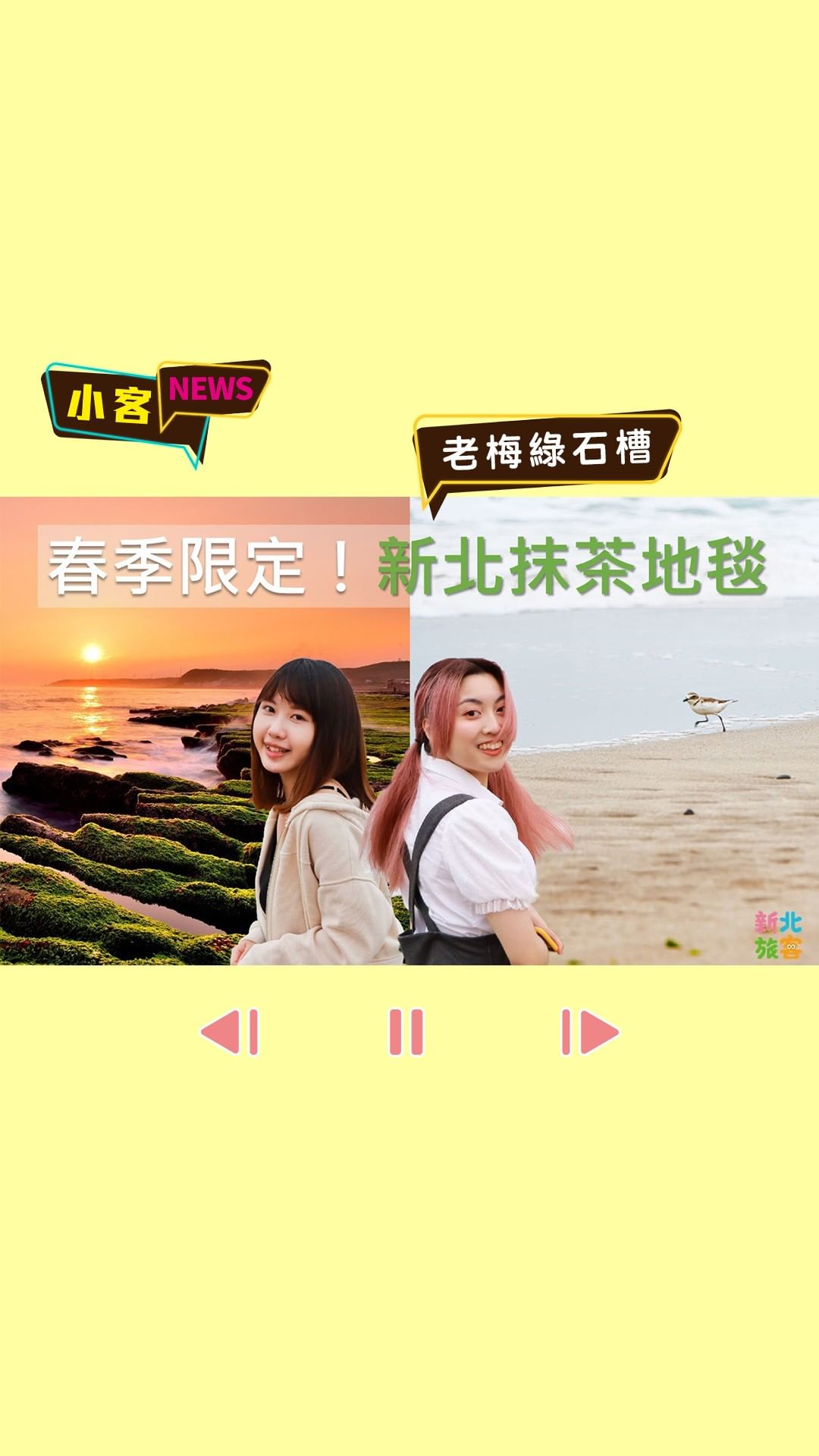 最美春季限定「新北抹茶地毯」！