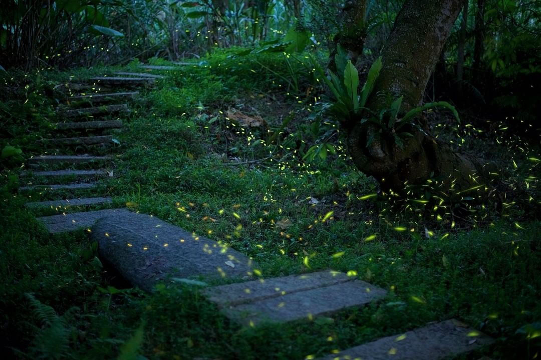 熄掉太陽光的山林，螢火蟲一閃一閃的開啟了夜間 party 