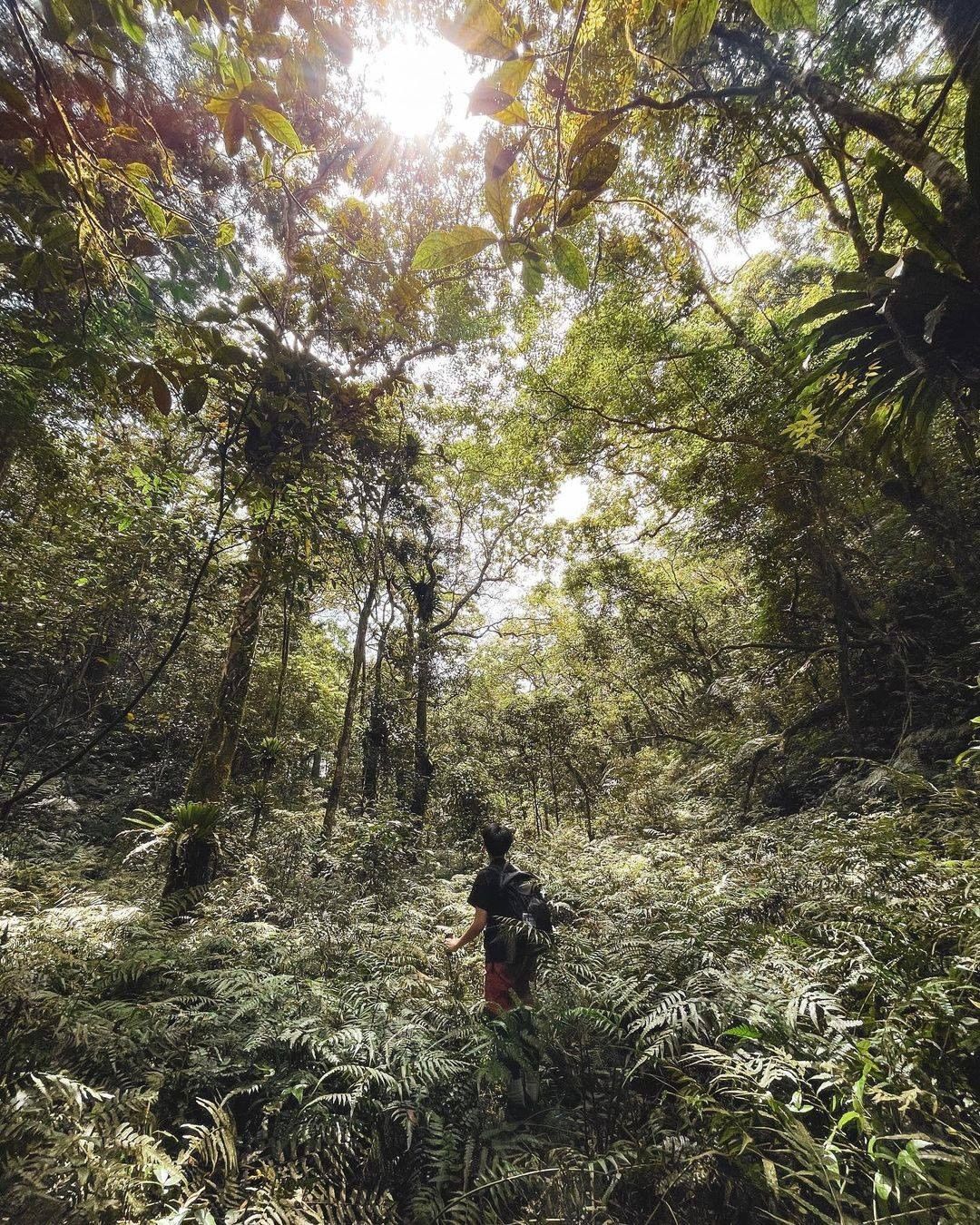 有人說：「走進山裡是為了忘掉城市中的煩惱。」那你呢？是因為什麼原因而走進山林裡 