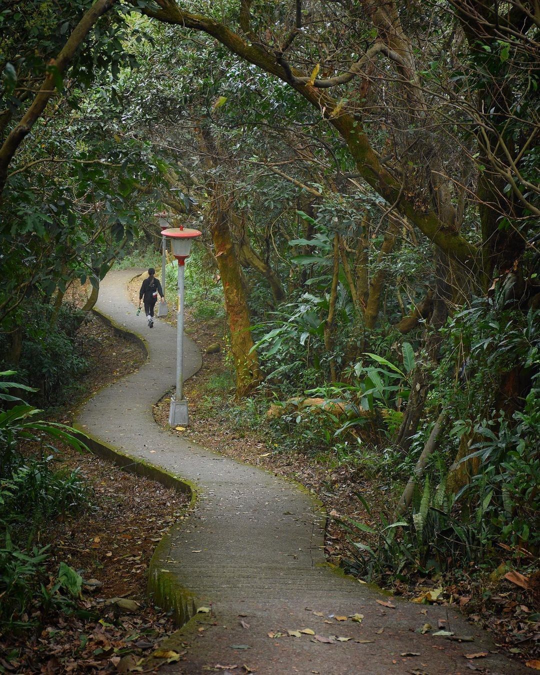 蜿蜒的小徑，兩旁的樹交錯生長著，寂靜卻也安寧。
