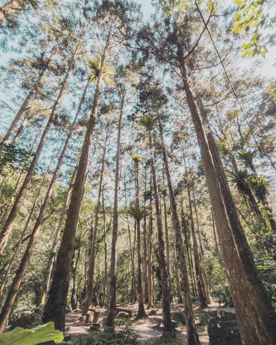 芬多精四溢在高聳筆直的柳杉林中