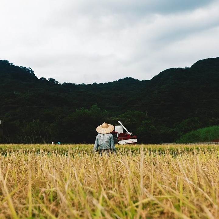 稻子開始成熟，金色的稻田美如畫。