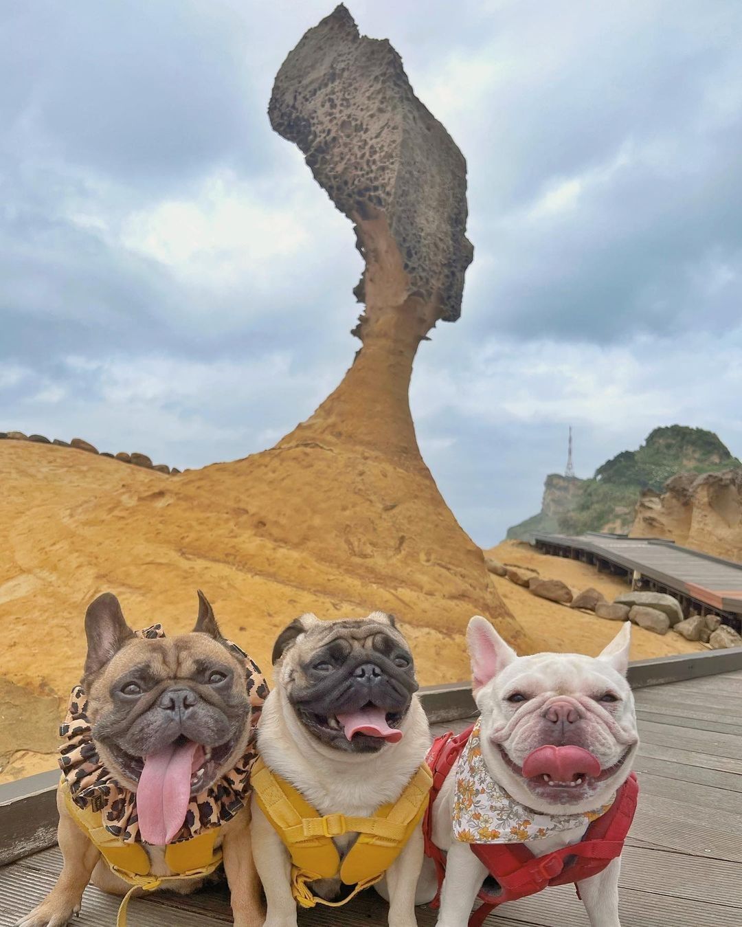 帶可愛的狗狗們出來欣賞大自然的鬼斧神工 