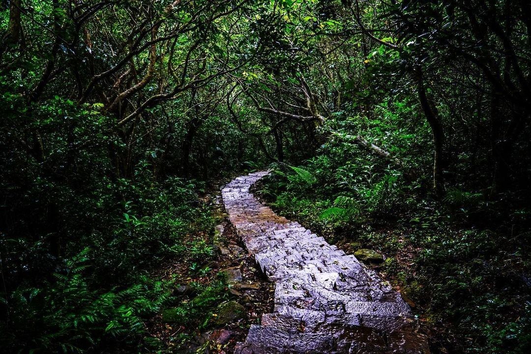漫步林間，感受大地的氣息，喚醒最深層的自己。