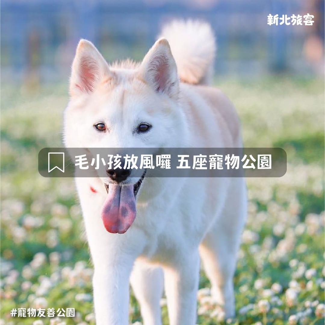 毛小孩也想放風出去奔跑啦 