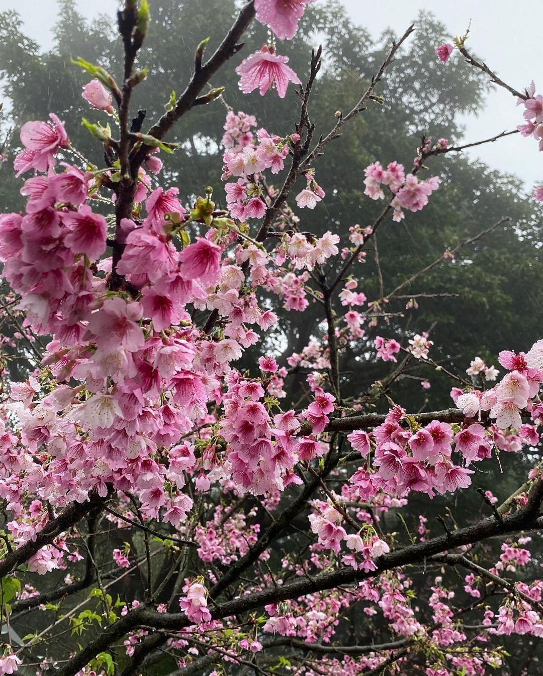 櫻花盛開的美景，是迎接新年最好的禮物 