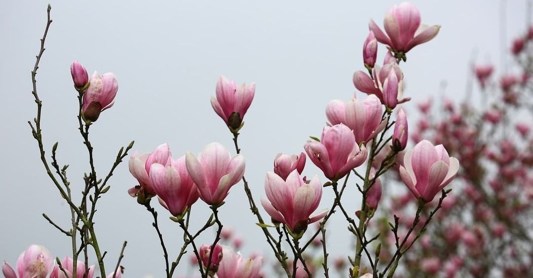 木蓮花有如仙女下凡般脫俗