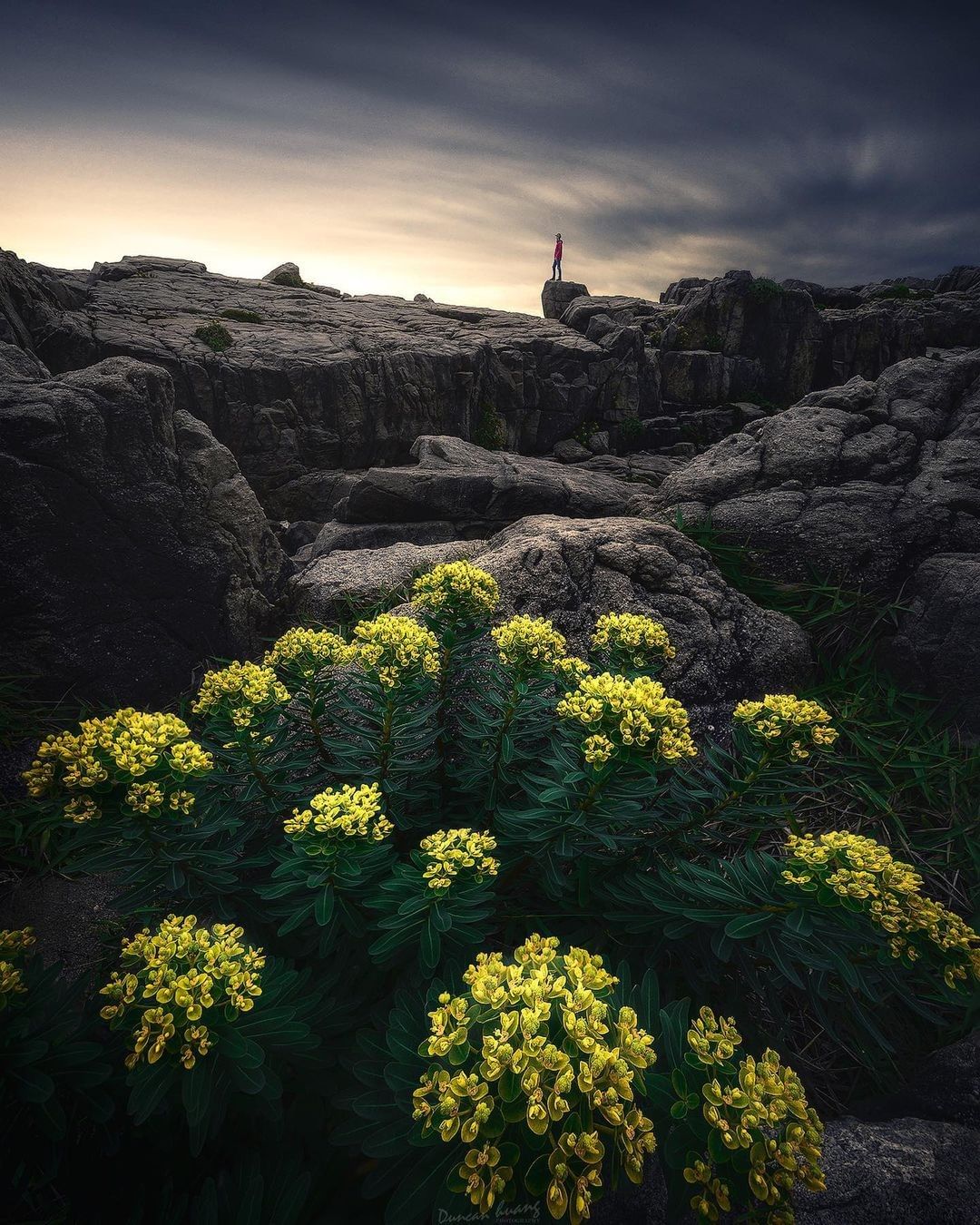 所有的美麗都是要付出代價的。