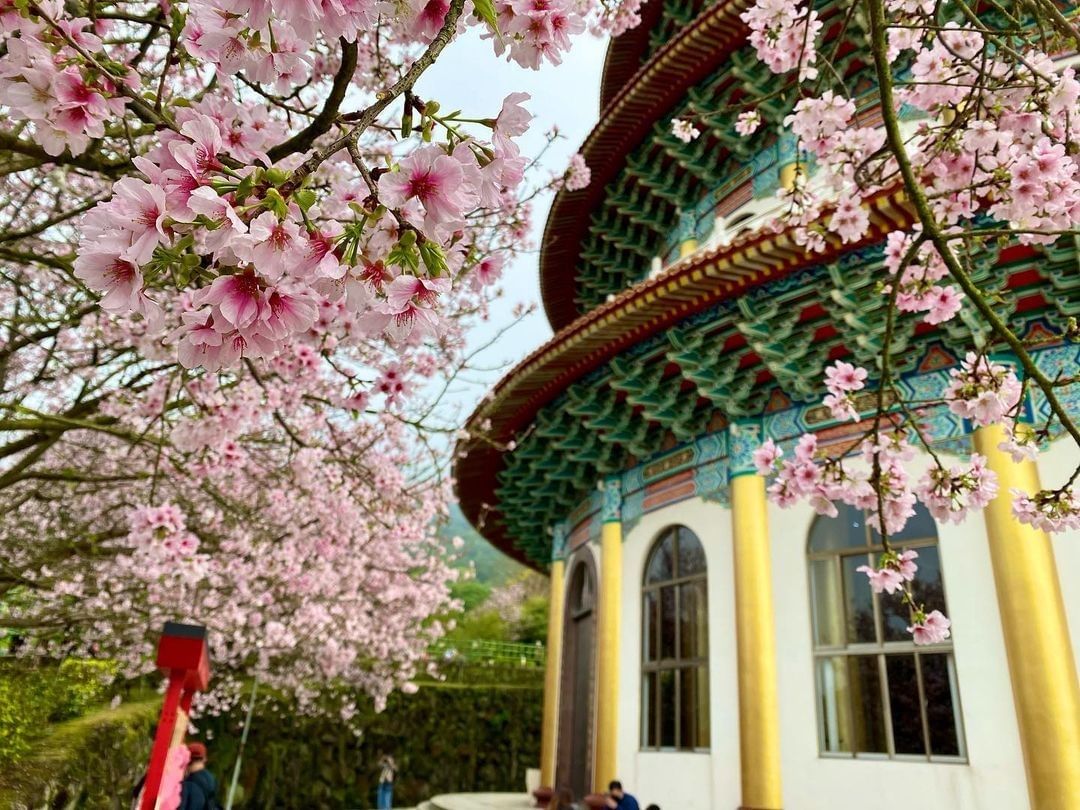 天元宮吉野櫻花