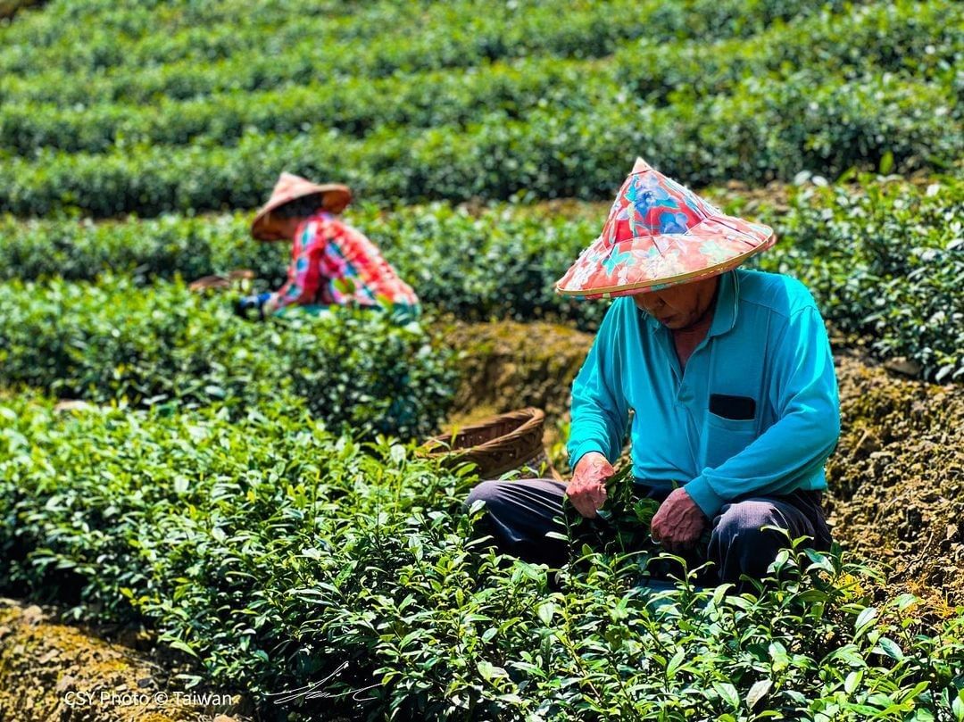 一瓶回甘就像現泡的好茶，背後可是蘊藏許多人共同的努力