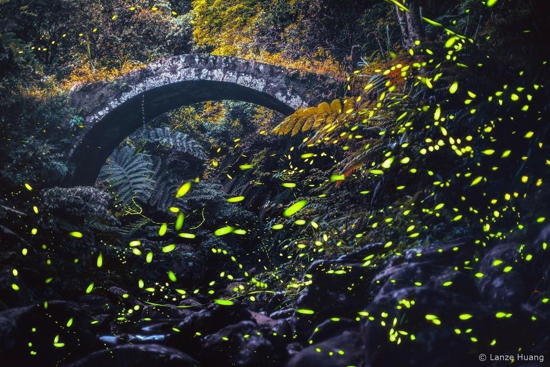 漫天飛舞的夢幻景象，宛如來到了隱世仙境中