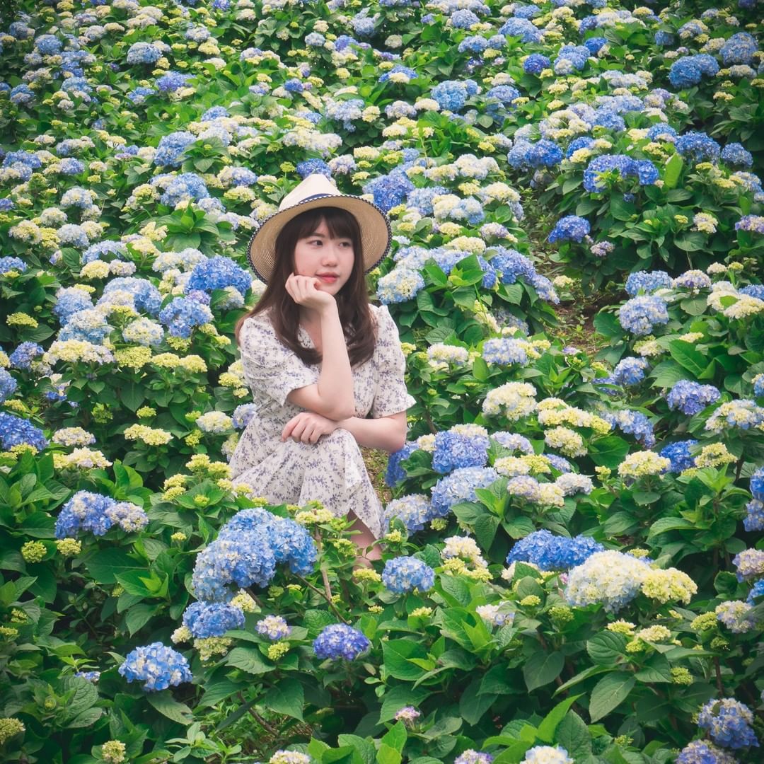 5月是繡球花季，藍紫色花團形成的花海是必拍的打卡點！