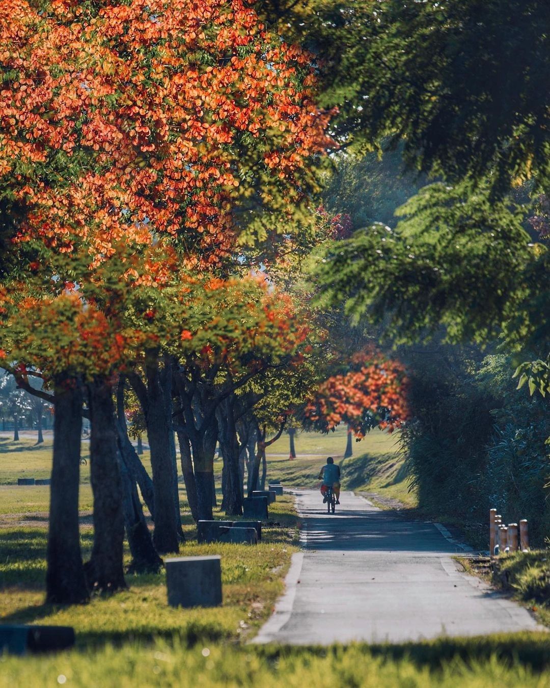 台灣欒樹開花啦～微涼秋風吹起，河濱公園便下起夢幻黃金雨，賞美景、拍照、打卡都適合，別錯過秋季限定的豔黃美景！