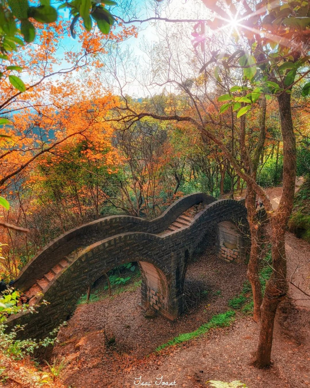 新北超美賞楓景點！整片楓葉林的景致，有 #一秒飛日本 的錯覺！找天出發追楓去～