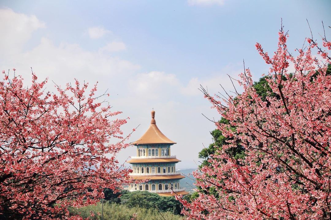 #期間限定 粉嫩的櫻花季要開始了 